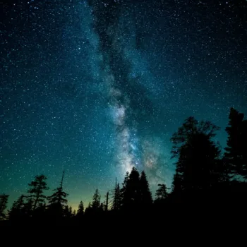 Voie lactée scintillante au-dessus de silhouettes d'arbres dans la nuit étoilée.