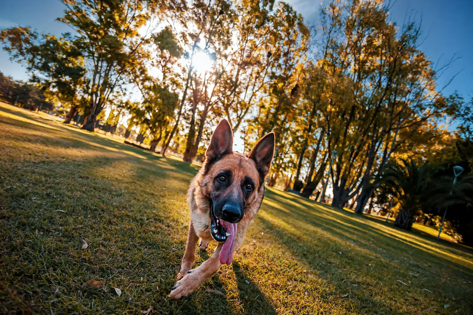 Un chien qui trotte vers l'objectif dans l'herbe, au soleil